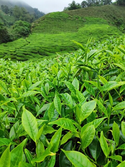 seinfuchs tea plantation 4684410 640